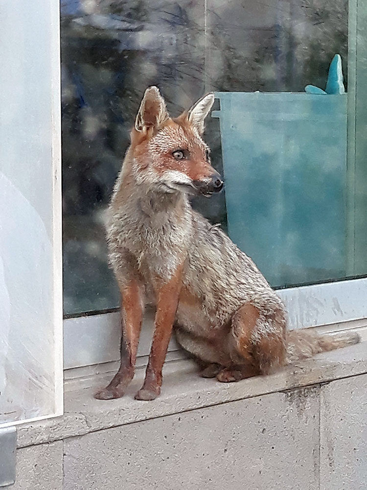 Foto di Rosa fumetta la volpe salvata dall'incendio